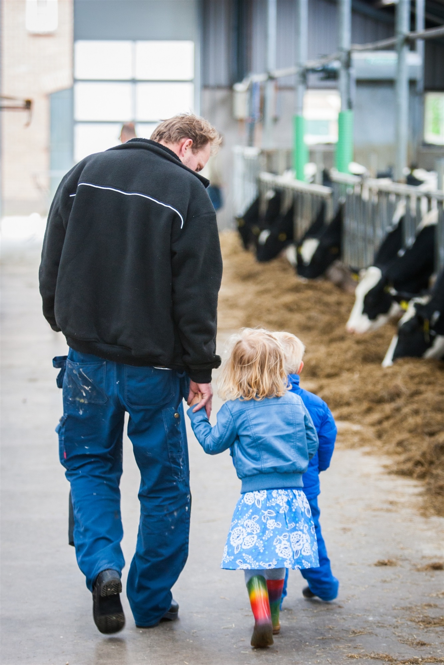 Boer wandelt met zijn dochtertje in de stal waar koeien hooi eten
