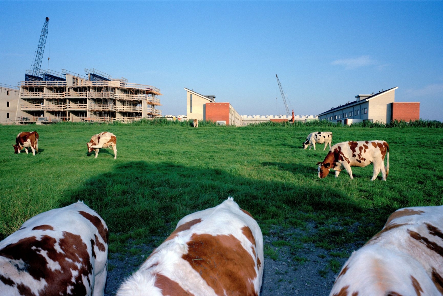 foto met op de voorgrond weiland met koeien en op de achtergrond woningen in aanbouw